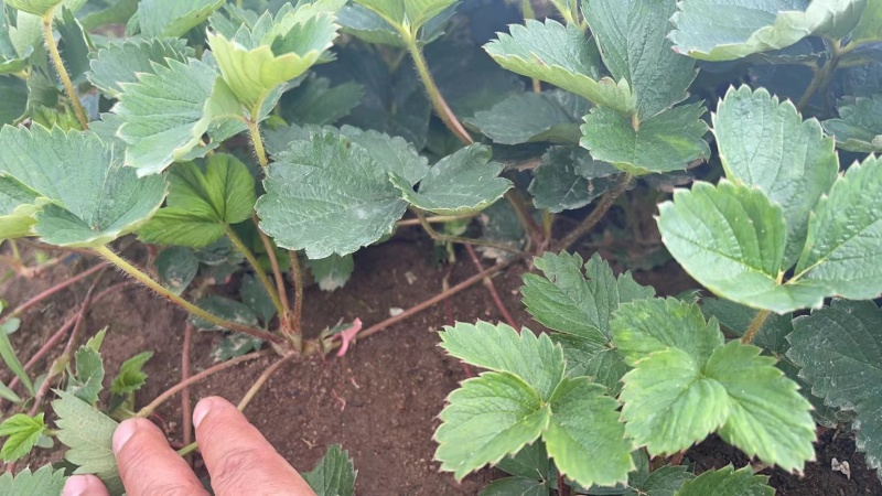 丹东草莓苗红颜草莓苗大量现货免费提供种植栽培技