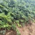 丹东草莓苗红颜草莓苗大量现货免费提供种植栽培技