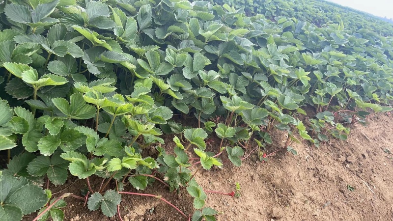 丹东草莓苗红颜草莓苗大量现货免费提供种植栽培技