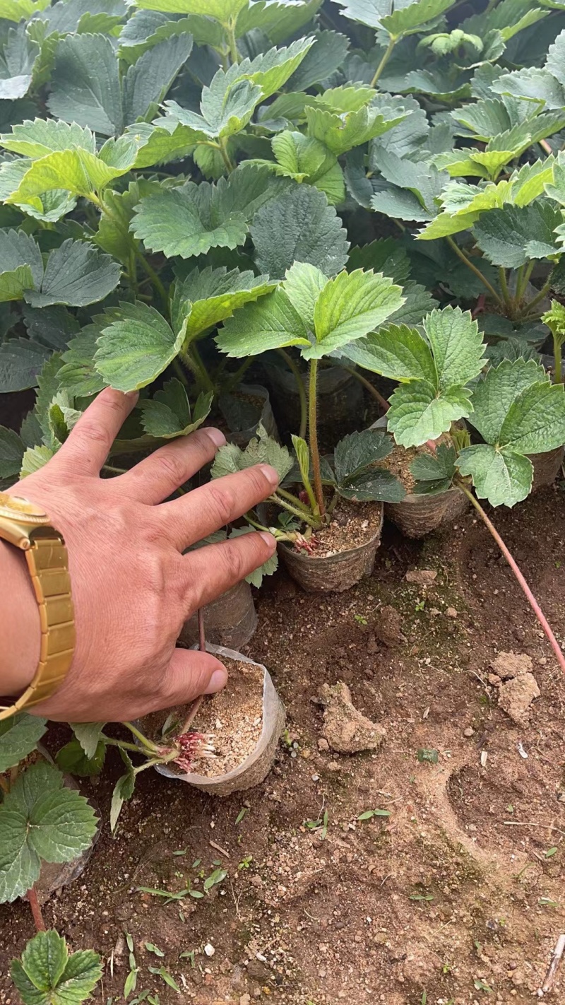 丹东草莓苗红颜草莓苗大量现货免费提供种植栽培技