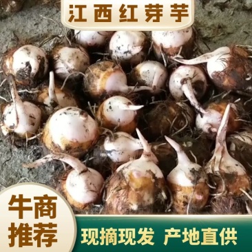 【靠谱】铅山县紫溪乡红芽芋产地大量上市一手货源欢迎来电