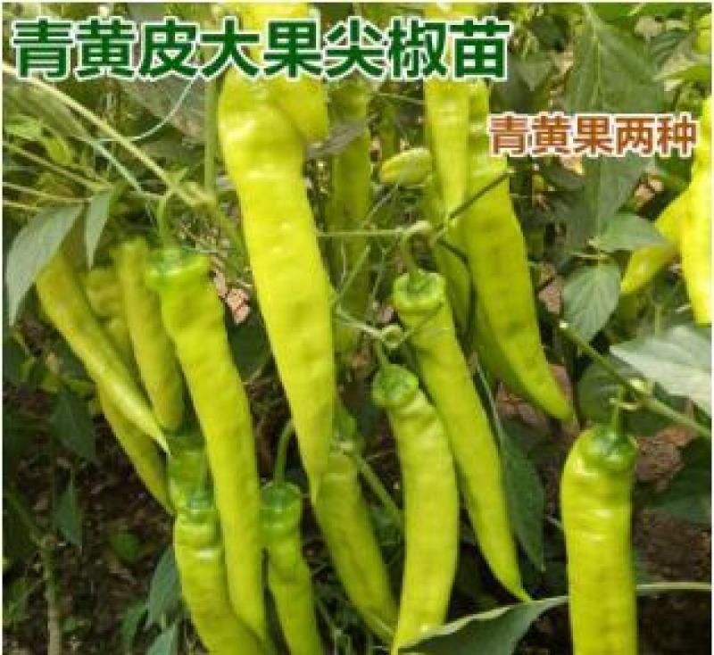 黄皮辣椒苗芜湖椒苗薄皮泡椒苗薄皮大辣椒苗