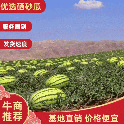 《推荐》陕西优质金城5号，15斤起步，品质好，包售后