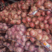 春节正常发货紫皮洋葱货源充足稳定质优价廉诚信经营