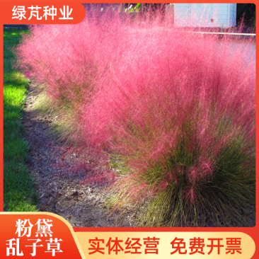 粉黛乱子草花种子多年生观赏草毛芒乱子草粉米利庭院花卉花种