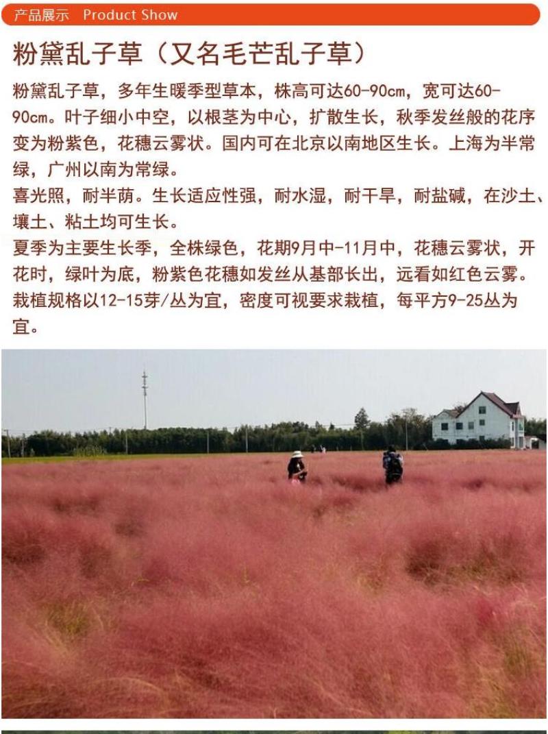 粉黛乱子草花种子多年生观赏草毛芒乱子草粉米利庭院花卉花种