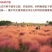 粉黛乱子草花种子多年生观赏草毛芒乱子草粉米利庭院花卉花种