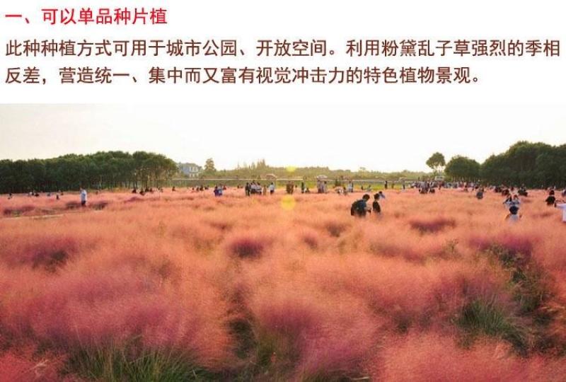 粉黛乱子草花种子多年生观赏草毛芒乱子草粉米利庭院花卉花种