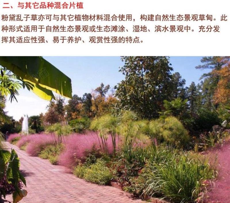 粉黛乱子草花种子多年生观赏草毛芒乱子草粉米利庭院花卉花种