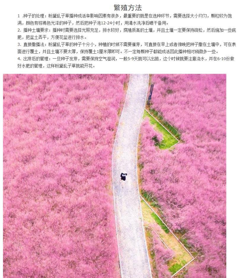 粉黛乱子草花种子多年生观赏草毛芒乱子草粉米利庭院花卉花种