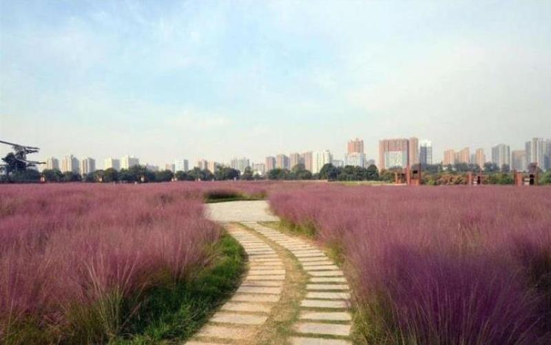粉黛乱子草花种子多年生观赏草毛芒乱子草粉米利庭院花卉花种