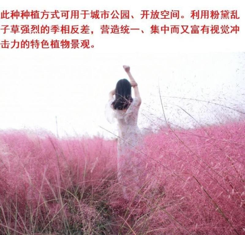 粉黛乱子草花种子多年生观赏草毛芒乱子草粉米利庭院花卉花种