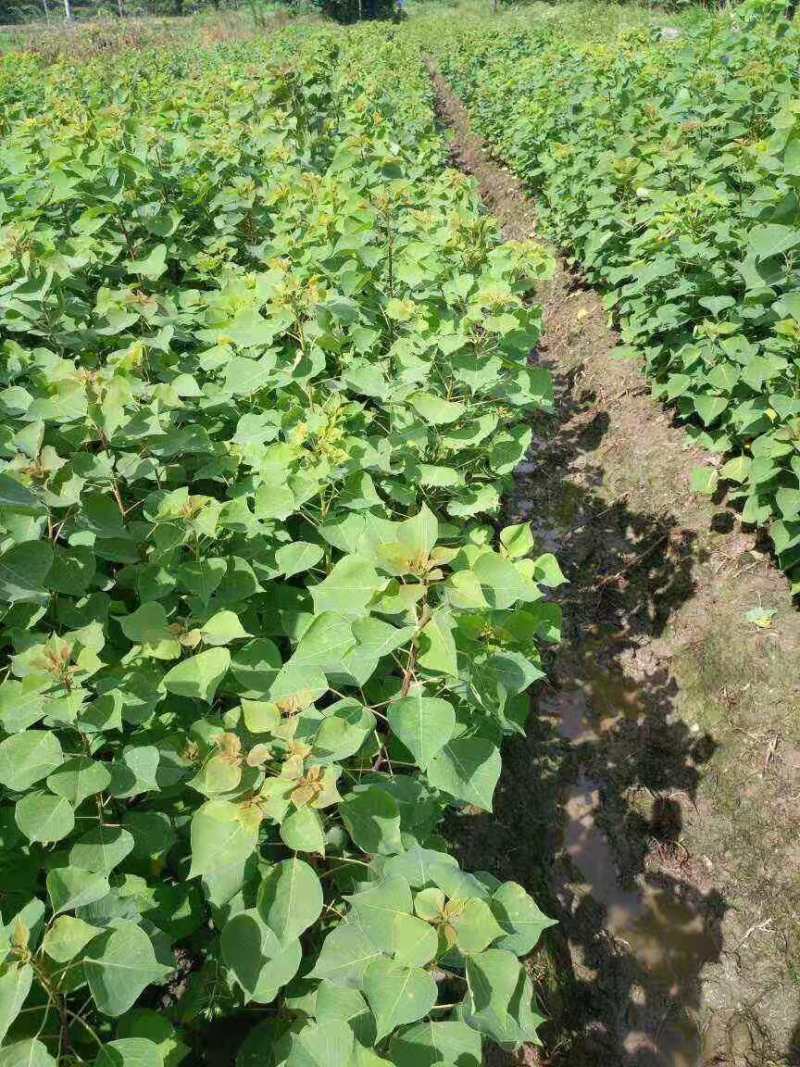 乌桕小苗一年生乌桕小苗50cm高/0.8粗乌桕小苗