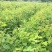 乌桕小苗一年生乌桕小苗50cm高/0.8粗乌桕小苗