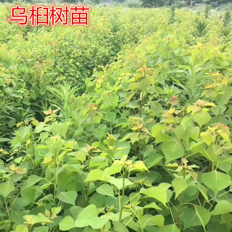 乌桕小苗一年生/两年生/地径1公分粗2公分乌桕树苗