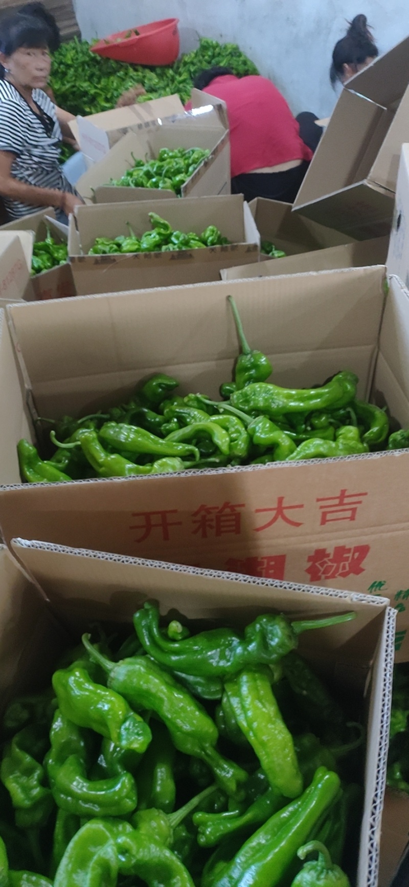 亳州新苗薄皮椒，产地代收代发。支持各种包装支持视频看货