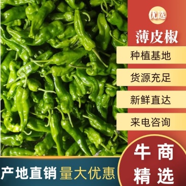 亳州新苗薄皮椒，产地代收代发。支持各种包装支持视频看货