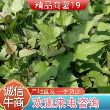 民权县2025年脱毒原种商薯苗19西瓜红薯苗产地直发一手