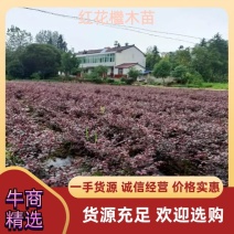红花继木球80/100公分上车价40/50元基地直发