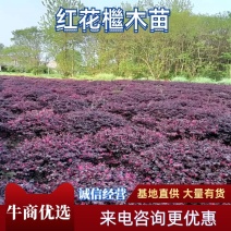 红花继木大杯苗，红花继木球80/100公分