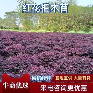 红花继木大杯苗，红花继木球80/100公分