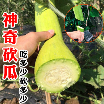 【聚便宜】砍瓜种子特大巨型春秋种植随吃随砍抗病强
