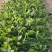 甜宝草莓苗青岛平度甜宝草莓苗大量上市天使8号大量出售