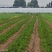 甜宝草莓苗青岛平度甜宝草莓苗大量上市天使8号大量出售