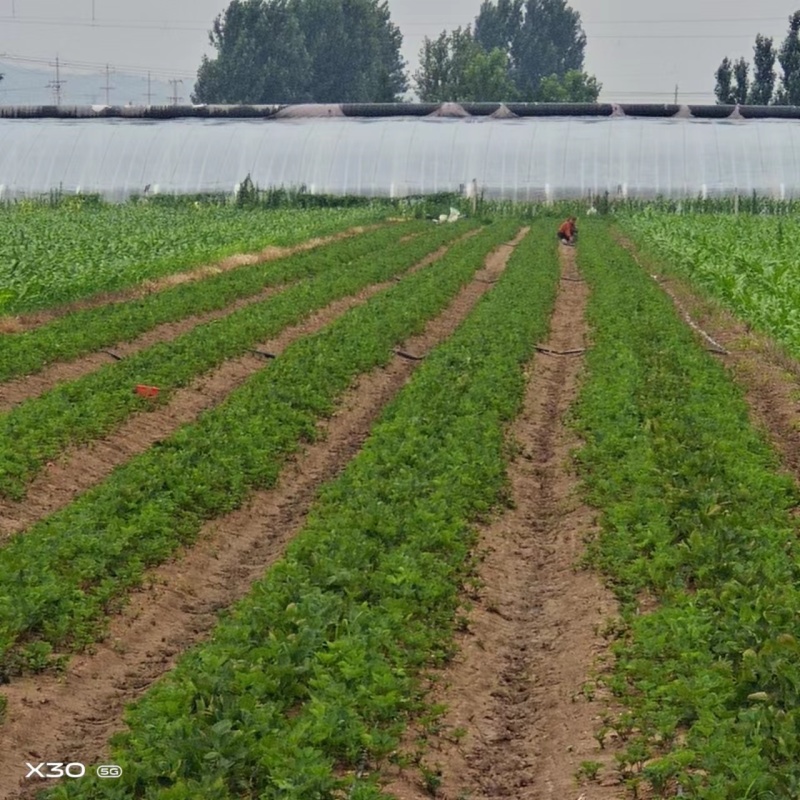 甜宝草莓苗青岛平度甜宝草莓苗大量上市天使8号大量出售