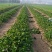 甜宝草莓苗青岛平度甜宝草莓苗大量上市天使8号大量出售