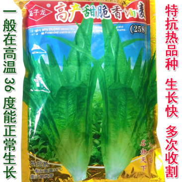 脆香油麦菜种子高抗热早熟生长速度快高产抗病强低级种植