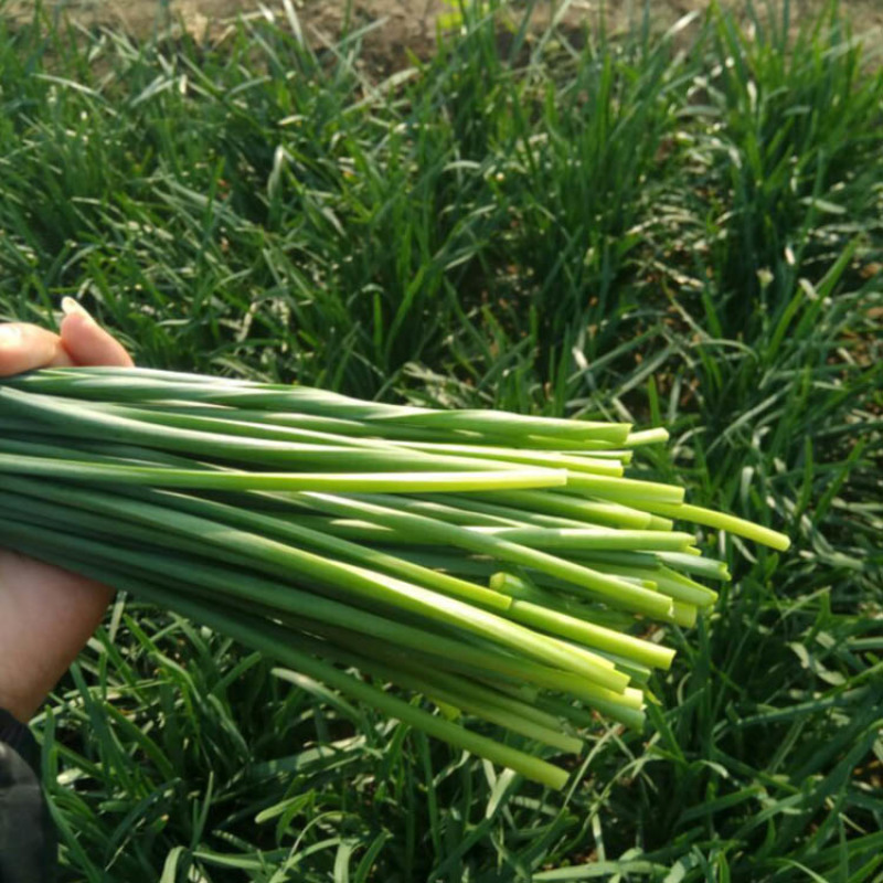 富生四季苔韭菜种子新育苔韭王韭苔种籽抽苔高产抗病大田用种