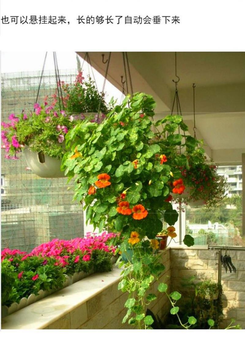 旱金莲种子四季开花盆栽花苗好养室外花种子花草植物室内易活