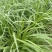富韭九号白根韭菜种子250g冬季不休眠雪韭9号韭菜种籽