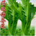 四季花边甜芥菜种子早熟速度快易种花叶大芥菜种籽农家菜园