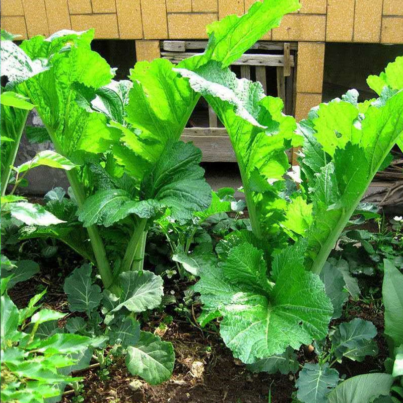 四季花边甜芥菜种子早熟速度快易种花叶大芥菜种籽农家菜园