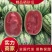 《店长推荐》宁夏硒砂瓜诚信合作,物美价廉,代发全国!
