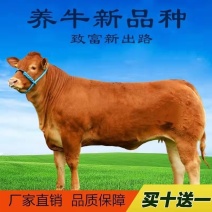 山东黄牛小黄牛牛苗鲁西黄牛牛犊肉牛犊价格西门塔尔