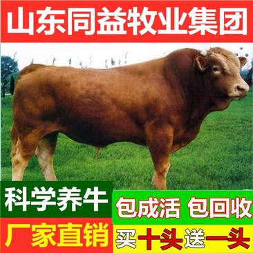 鲁西黄牛犊小牛犊手续齐全厂家直供免费送货
