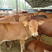 鲁西黄牛犊小牛犊手续齐全厂家直供免费送货