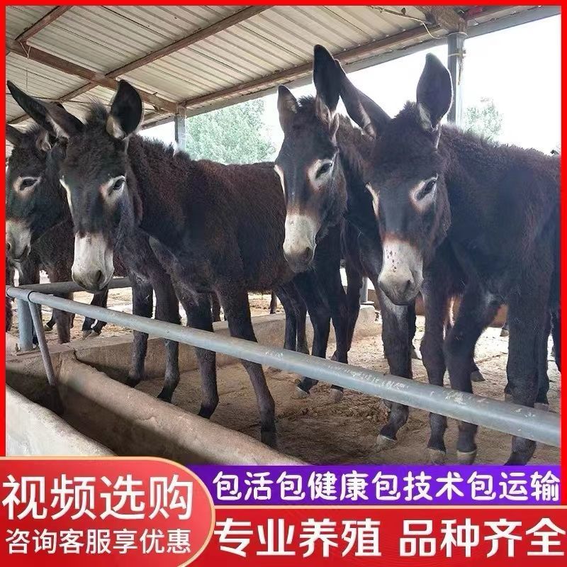 毛驴肉驴小驴驹手续齐全厂家直供免费送货买10送