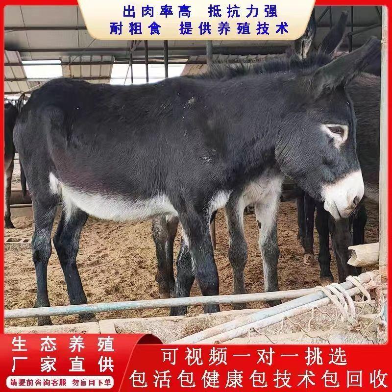 毛驴肉驴小驴驹手续齐全厂家直供免费送货买10送