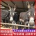 毛驴肉驴小驴驹手续齐全厂家直供免费送货买10送