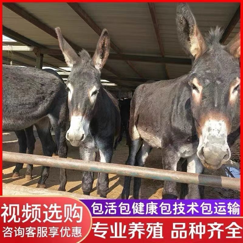 毛驴肉驴小驴驹手续齐全厂家直供免费送货买10送