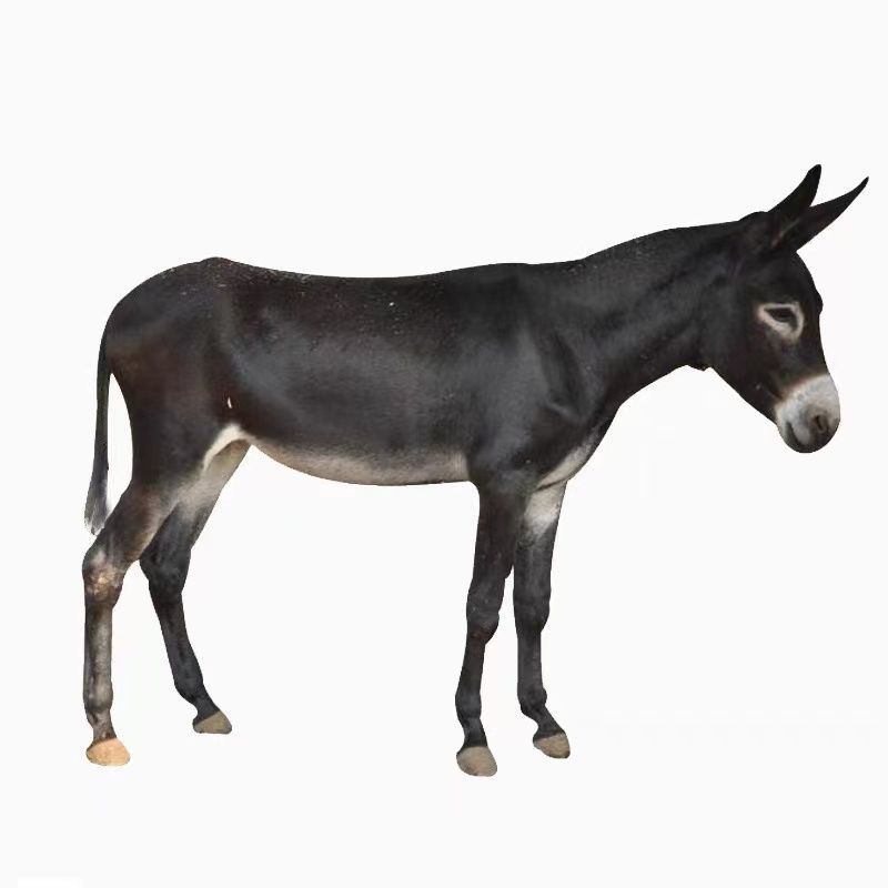 肉驴德州驴关中驴乌头驴乌头驴驹三粉驴德州驴驹