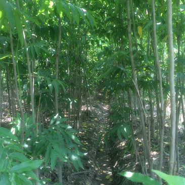 无患子树苗地径1公分/地径2公分/地径3公分