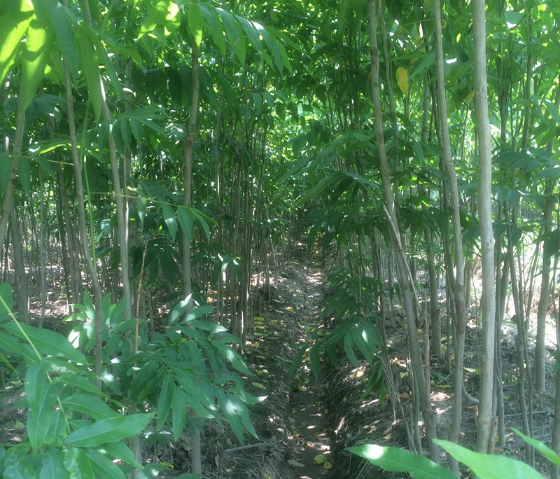 无患子树苗地径1公分/地径2公分/地径3公分