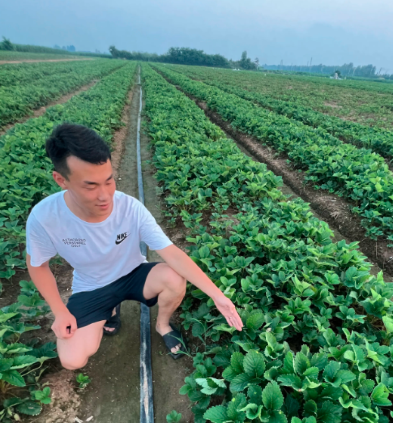 粉玉草莓苗脱毒粉玉草莓苗粉玉一号粉玉二号草莓苗保证品种