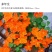 花卉秋天多年生矮生花草植物金莲花旱金莲种子四季易种易活花