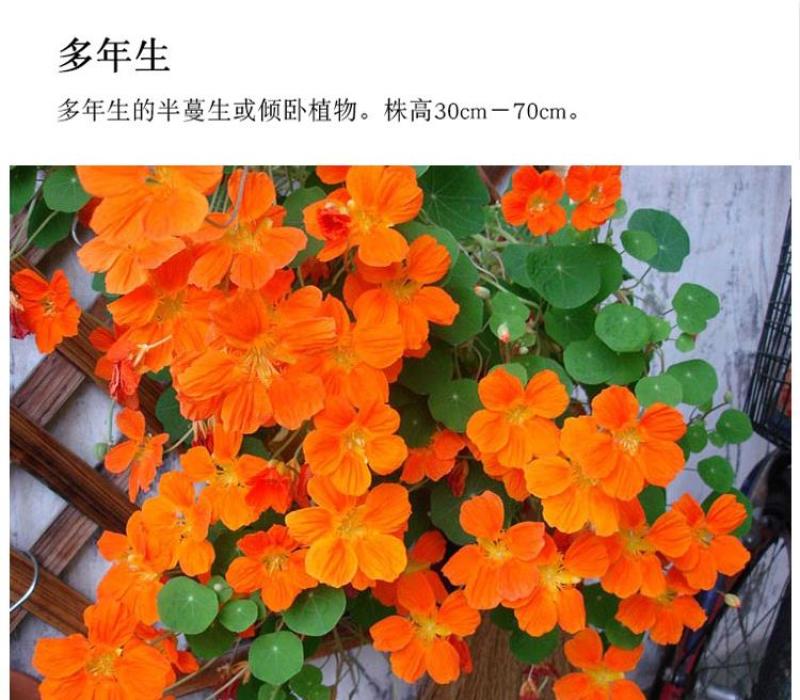 花卉秋天多年生矮生花草植物金莲花旱金莲种子四季易种易活花